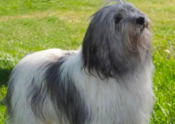 波兰低地牧羊犬,这个源自16世纪的工作犬种需要专业的养护方式 波兰低地牧羊犬,这个源自16世纪的工作犬种需要专业的养护方式