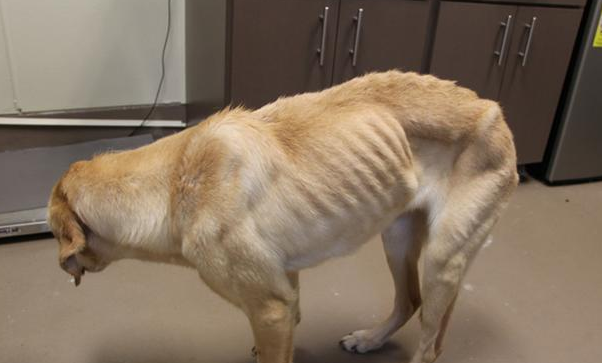 犬腺病毒二型犬支原体感染该怎么治疗好