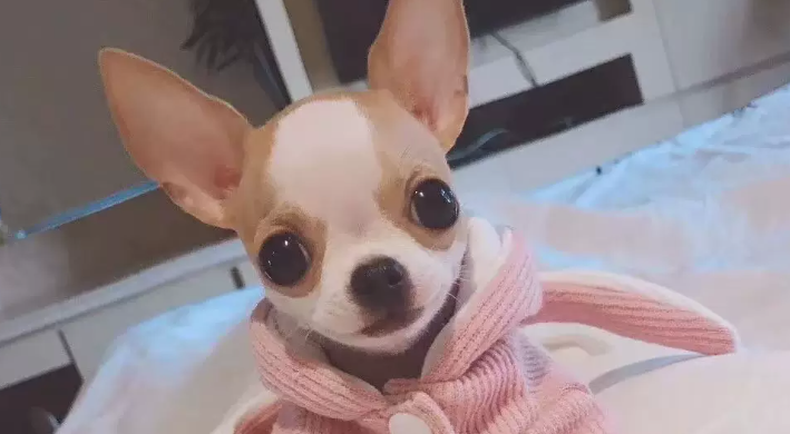 袖珍犬多少钱一只?软萌掌心小萌宠价格明细揭秘 袖珍犬多少钱一只?软萌掌心小萌宠价格明细揭秘