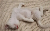 猫咪睡觉时抽搐正常吗
