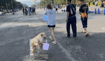 云南泼水节拉布拉多被四面夹击，弃桶而逃画面火了