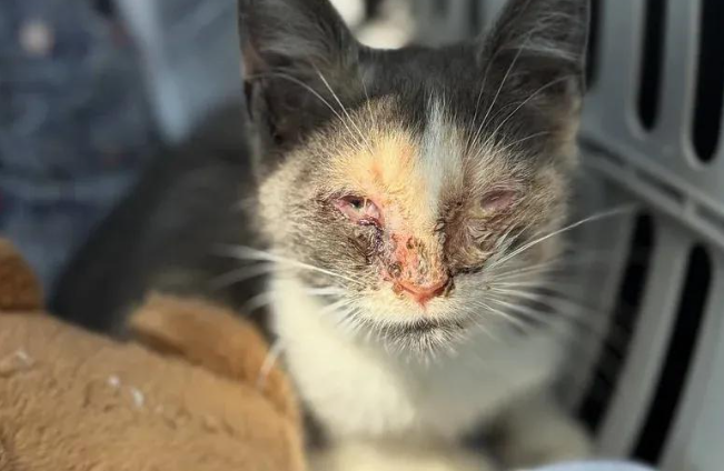路边救回瘫痪小猫，面临截肢竟奇迹站起