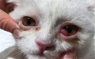 猫咪右眼眨眼分泌物多怎么治疗