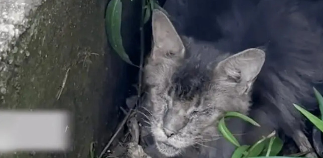 几万一只的缅因猫被遗弃，十分怕人，为了吃饱小心翼翼地走向人类