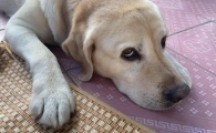 狗狗眼屎特别多是什么原因怎么治疗