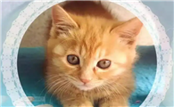 小猫具体年龄怎么判断