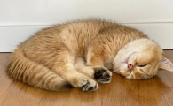 怎么判断猫咪有没有得猫癣