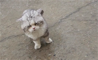 猫咪淋雨后叫不出声怎么办