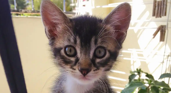 为什么养“德文卷毛猫”的人越来越多了？