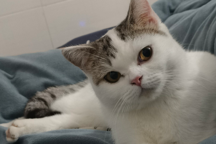 猫咪外出时一直吐舌头发抖是怎么回事啊