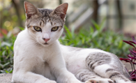 猫不吃饭一直睡觉是什么原因
