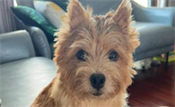 诺维奇梗犬是小型犬吗？娇小身躯藏着大能量