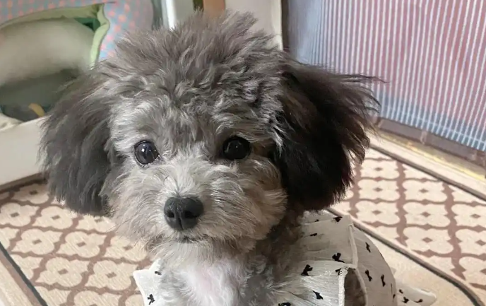 狗狗咳嗽干呕，怎么办