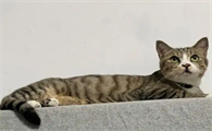 猫咪得了猫鼻支能治好吗多少钱