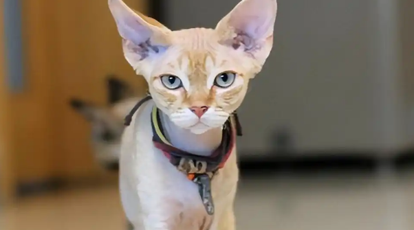 为什么养“德文卷毛猫”的人越来越多了？