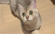 猫流眼泪怎么回事睁不开用什么药