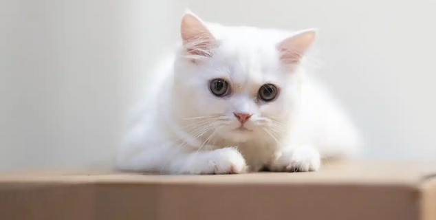 猫过敏咳嗽怎么办？