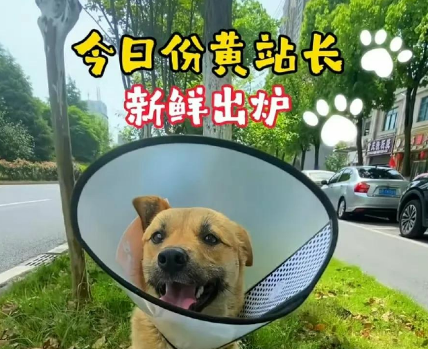 破防全网！宣城“黄站长”：一只流浪狗，暖了整座城