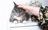 猫猫掉毛有皮屑怎么办