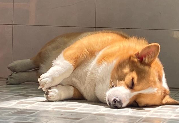 狗狗眼角膜有点小损伤用什么药