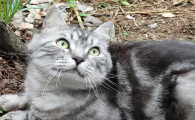 猫咪头部有好几个结痂小疙瘩用什么药