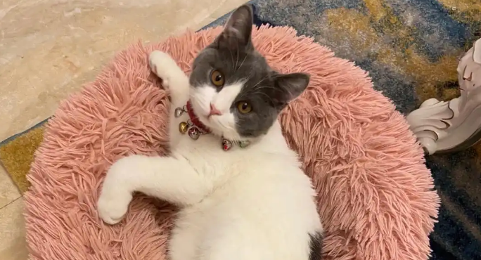 宠物猫尿少尿黄是不是肾脏不好 宠物猫尿少尿黄是不是肾脏不好