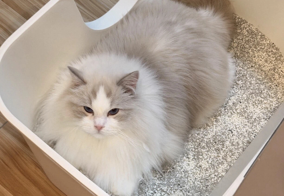 猫砂哪个牌子好？精致养猫人进阶之选：家里有矿猫砂告别频繁铲屎
