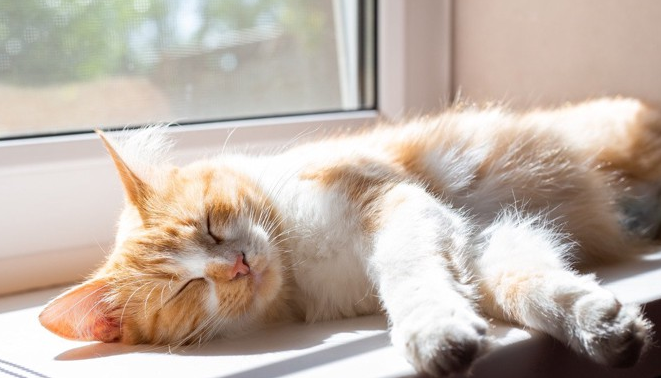 猫咪食欲不振精神萎靡该怎么办吃什么药