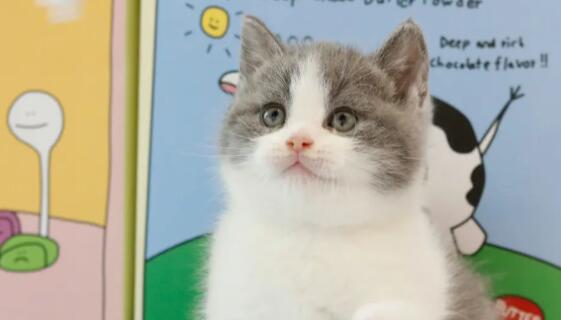 猫咪打喷嚏是鼻支前兆吗? 猫咪打喷嚏是鼻支前兆吗?