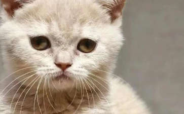 猫咪呕吐后不吃不喝怎么办