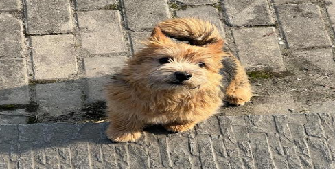 诺维奇梗犬掉毛吗？低掉毛易护理的贴心伴侣