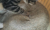 抑菌矿物猫砂推荐，卓尔精灵强力结团不粘底