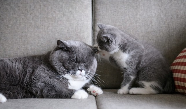 猫咪的下体肿了是怎么回事