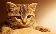 猫咪鼻头发黑是怎么回事啊