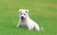 狗狗肺炎活下来的几率