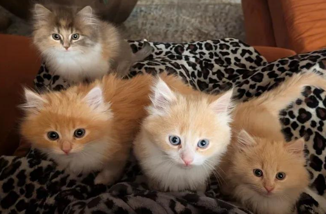 猫咪一家被租客遗弃,猫妈带四只幼崽苦撑 猫咪一家被租客遗弃,猫妈带四只幼崽苦撑