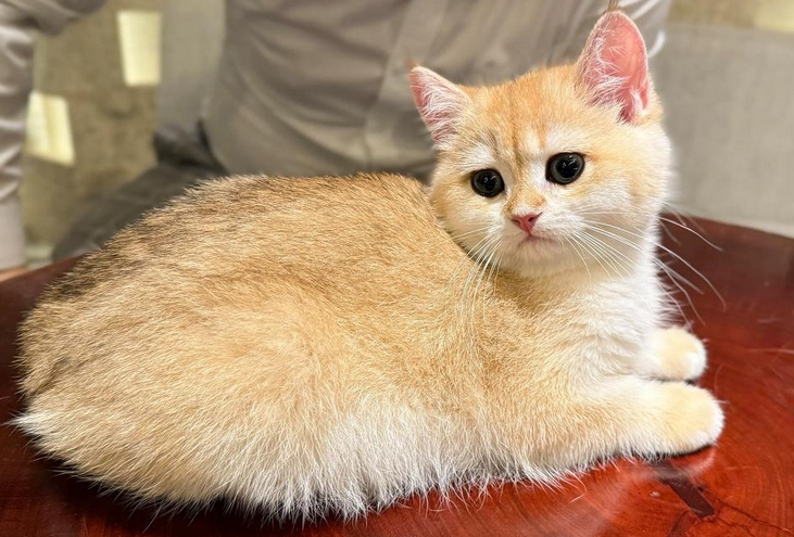 猫咪吃了布洛芬有事吗会死吗 猫咪吃了布洛芬有事吗会死吗