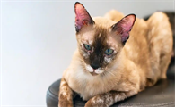 猫咪肥胖容易引发哪些常见病