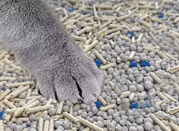 除臭猫砂品牌排行榜推荐!养宠人都在用的若水猫砂真香预警 除臭猫砂品牌排行榜推荐!养宠人都在用的若水猫砂真香预警
