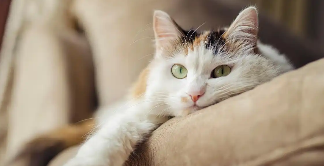 猫咪应激会诱发哪些身体疾病 猫咪应激会诱发哪些身体疾病
