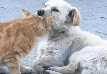 高速遗弃：白狗橘猫的相依与重生