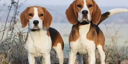 英国猎狐犬有哪些优缺点？这篇文章告诉你！