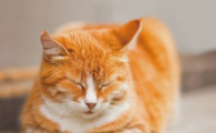 猫咪经常吐毛球，干呕怎么办？