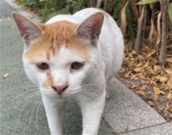 猫关节疼痛怎么治疗啊 猫关节疼痛怎么治疗啊