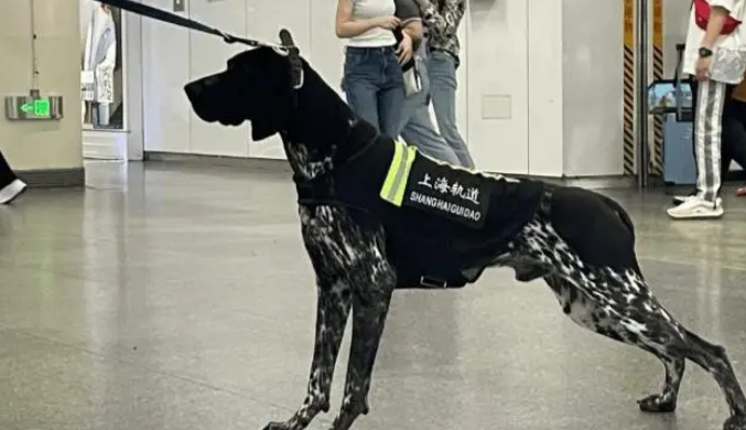 男子上班坐地铁，看见一只“一眼万年”的地铁警犬，太飒太帅气了