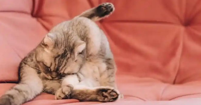 猫身体忽然发出臭味怎么回事 猫身体忽然发出臭味怎么回事