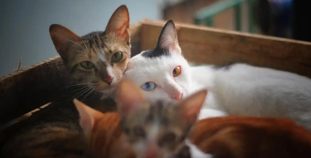 猫咪泪痕重眼角发炎该怎么处理