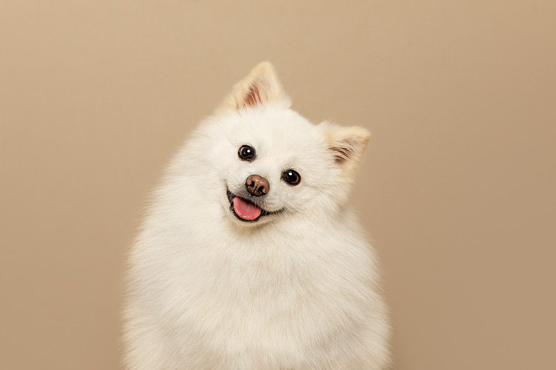 狗狗需要定期驱虫吗？