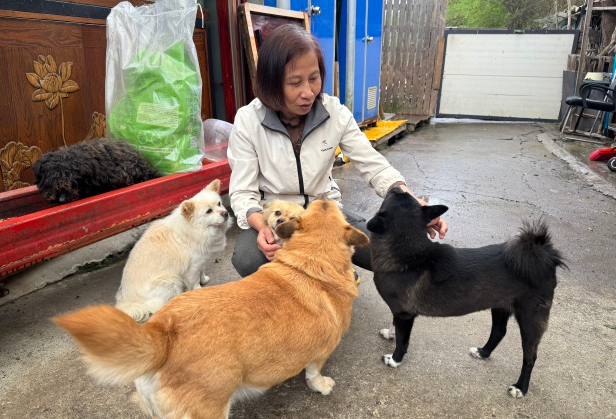 杭州六旬女士坚守德清基地七年,救助四百条流浪猫狗:如今快喂不起了
