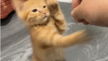 橘猫化身拳王，老鼠玩具惨遭KO，猫：我这一拳，十年的功力